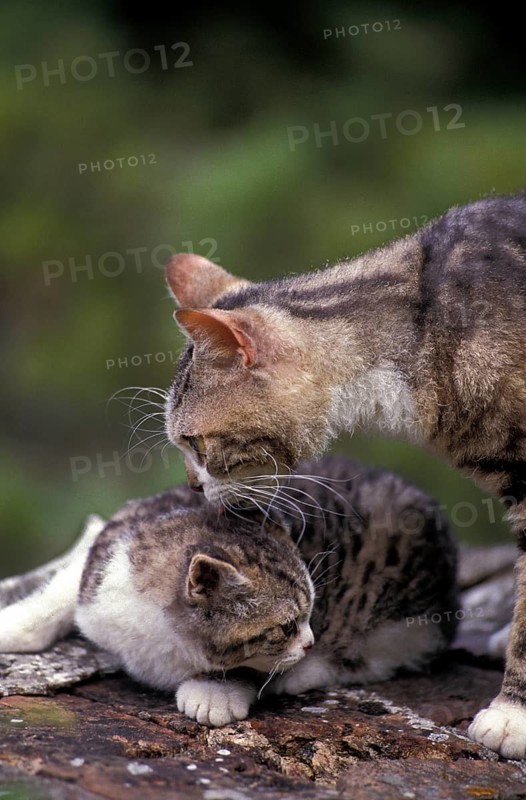 American Wirehaired Domestic Cat, Mother and Kittens
