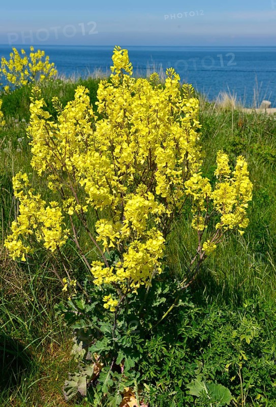 Helgoland cliff cabbage (Brassica oleracea), native Helgoland plant, Schleswig-Holstein, Germany, Europe