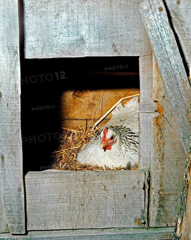 DOMESTIC CHICKEN, NESTING AID FOR CHICKENS