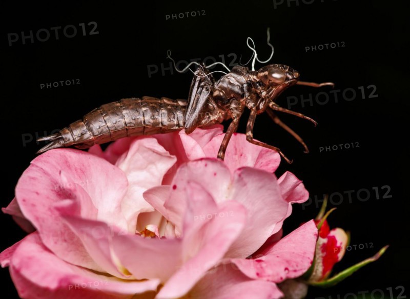Empty skin of a dragonfly larva on a pink rose