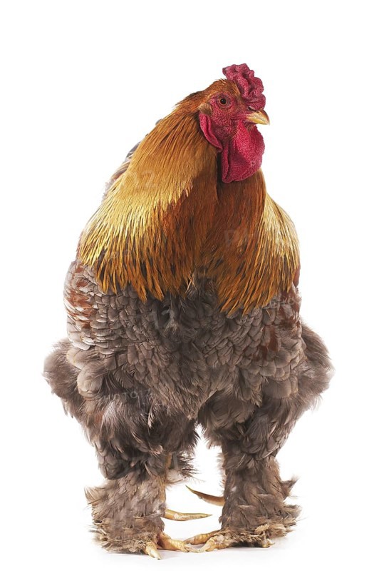 Brahma Perdrix chicken, a breed from India, cock against white background