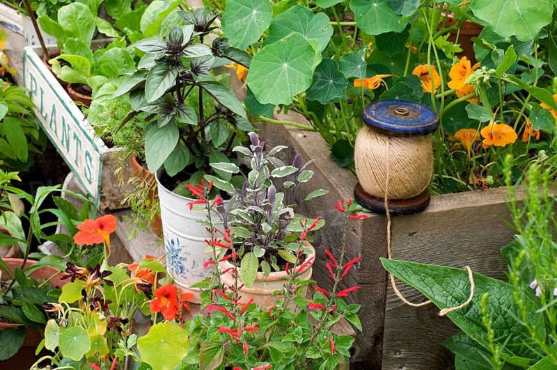 Garden with herbs