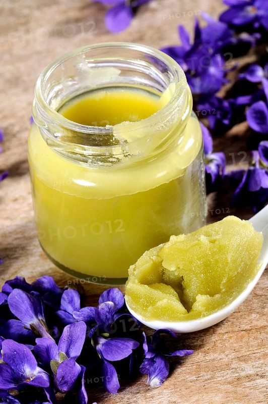 Wood violet (Viola odorata), sweet violet, fragrant violet, violet ointment