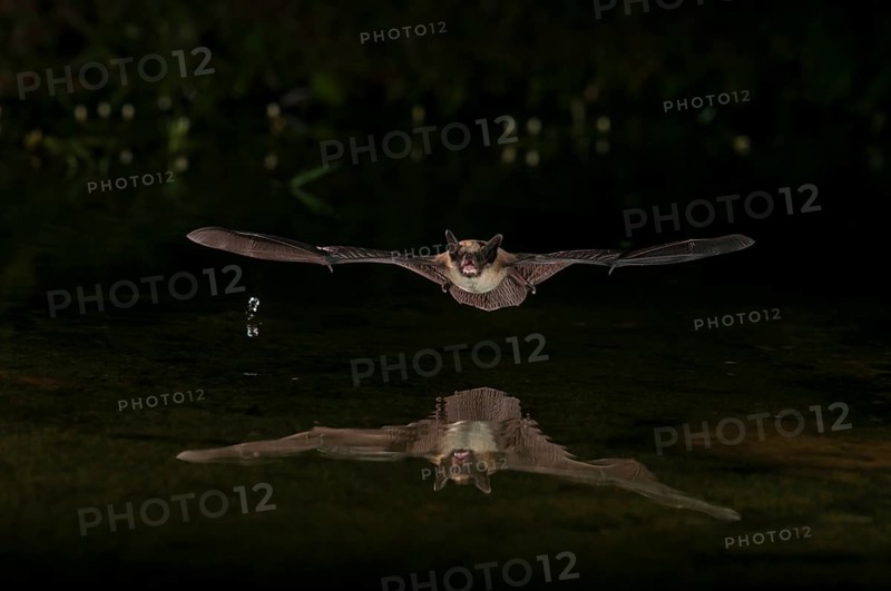 Big Brown Bat (Eptesicus fuscus), Green Valley, Arizona, USA, native to N America, C America, Caribbean & northern S America, North America