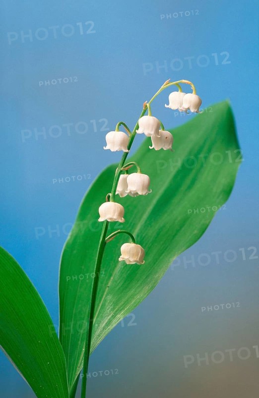 Lily of the valley (Convallaria majalis)