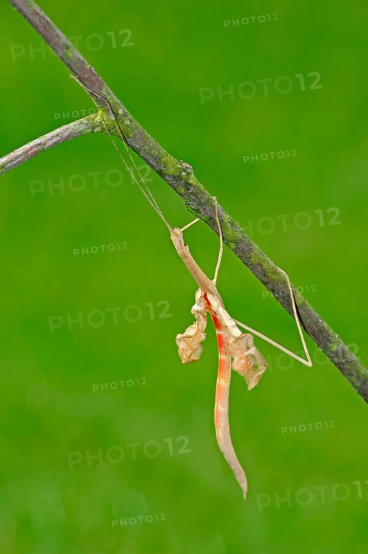 Pink-winged Stick Insect with moulted skin (Sipyloidea sipylus)