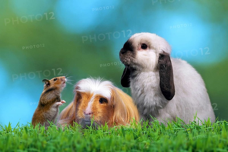 Golden hamsters, Coronet guinea pigs and dwarf ram rabbits, domestic rabbits