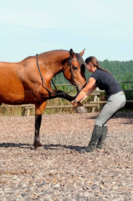Equine physiotherapy, stretching
