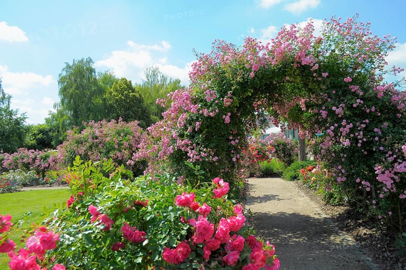 Oberderdingen, Rose Garden, Rose Arch