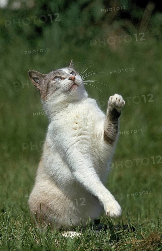 European domestic cat, adult with raised paws