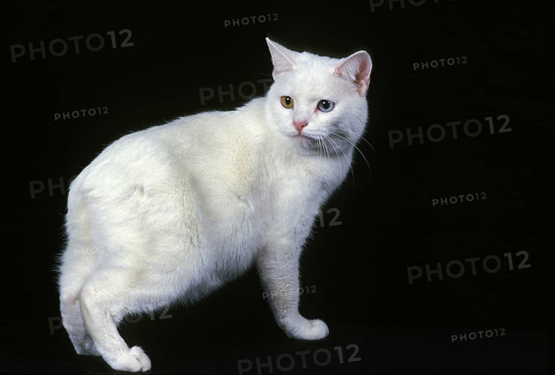 Manx domestic cat, a cat breed withoug tail, adult against black background