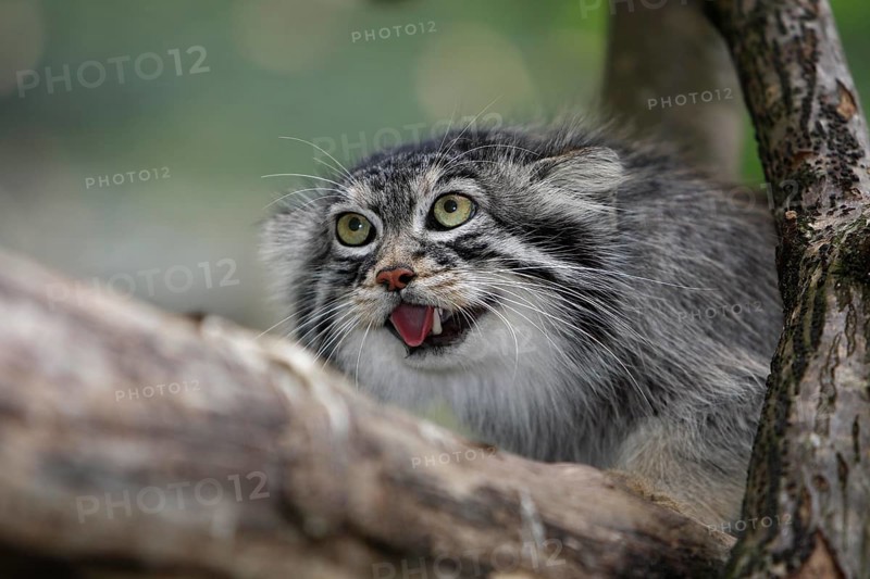 MANUL OR PALLAS'S CAT (otocolobus manul), ADULTY GROWLING