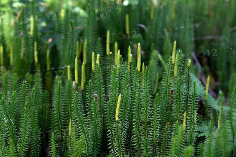 Sprouting club moss (Spinulum annotinum), large stand with formed shoots, Wurzacher Ried nature reserve, Baden-Württemberg, Germany, Europe