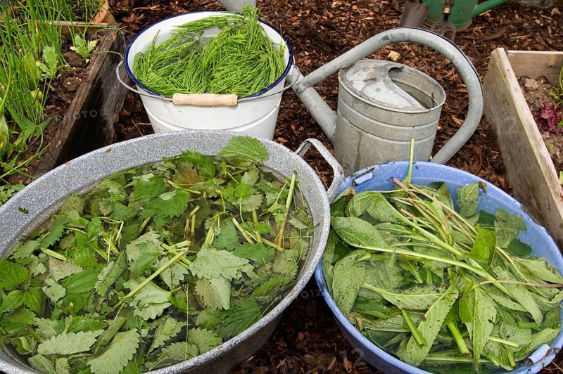 Herbal swill with stinging nettle and field horsetail (Equisetum arvense) (Urtica dioica), field horsetail, stinging nettle, nettle swill, stinging nettle swill, herbal swill