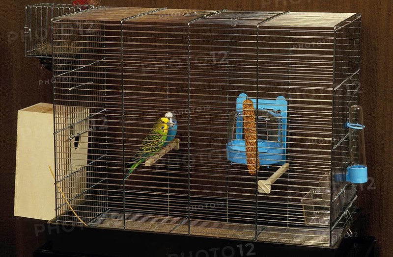 Budgerigar (melopsittacus undulatus), Pair in Cage
