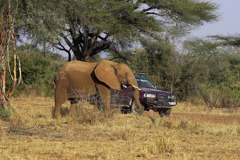 African Elephant (loxodonta africana), Safari in Masai Mara Park, Kenya, Africa