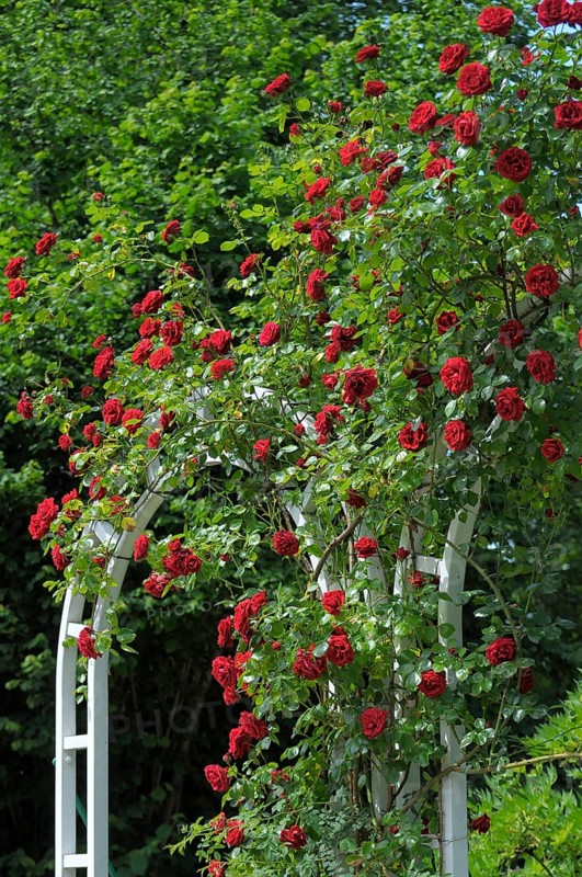 Flowering Baroque in Ludwigsburg, red climbing roses, rose arch, rose garden in Oberderdingen