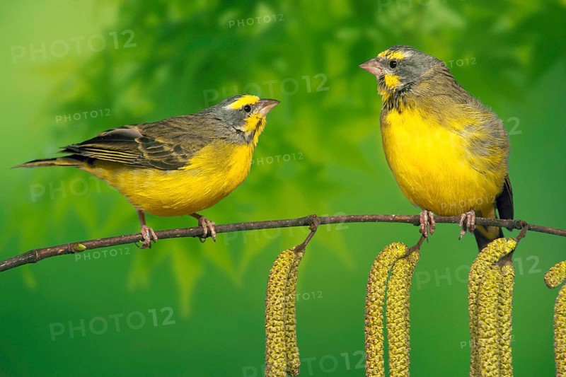 Yellow-bellied Canary, pair (Ochrospiza mozambica), Mozambique Canary (pet) (bird) (birds) (songbirds) (animals) (outside) (outdoor) (branch) (adult) (two) (pair) (landscape) (horizontal) (yellow) (male) (female) (female)