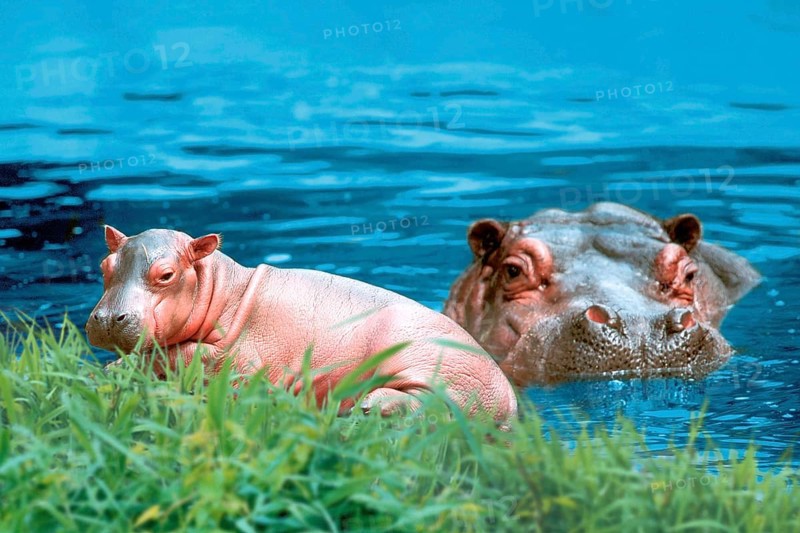 Hippopotamus (Hippopotamus amphibius) with young, Flusspferd mit Jungtier /