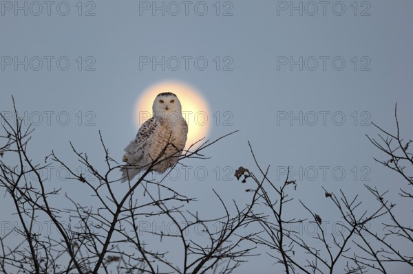 Snowy Owl (Nyctea scandiaca) and full moon, Quebec, Canada, North America