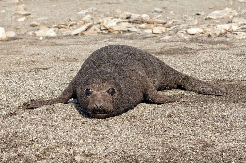 Southern elephant seal (Mirounga leonina), juvenile, St Andrews Bay, South Georgia, elephant seal