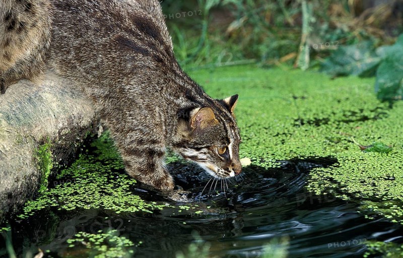 Leopard Cat (prionailurus bengalensis), Adult fishing in Swamp