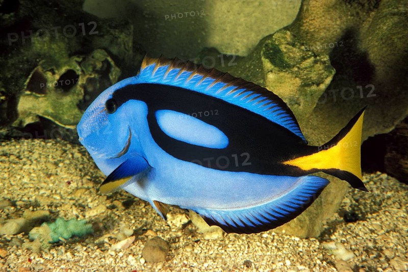 Pallet Surgeonfish, Pallet Surgeonfish, Pallet Surgeonfish, Animals, Other animals, Fish, Surgeonfish, Blue Tang or shelf Tang or Palette Surgeonfish (paracanthurus hepatus)