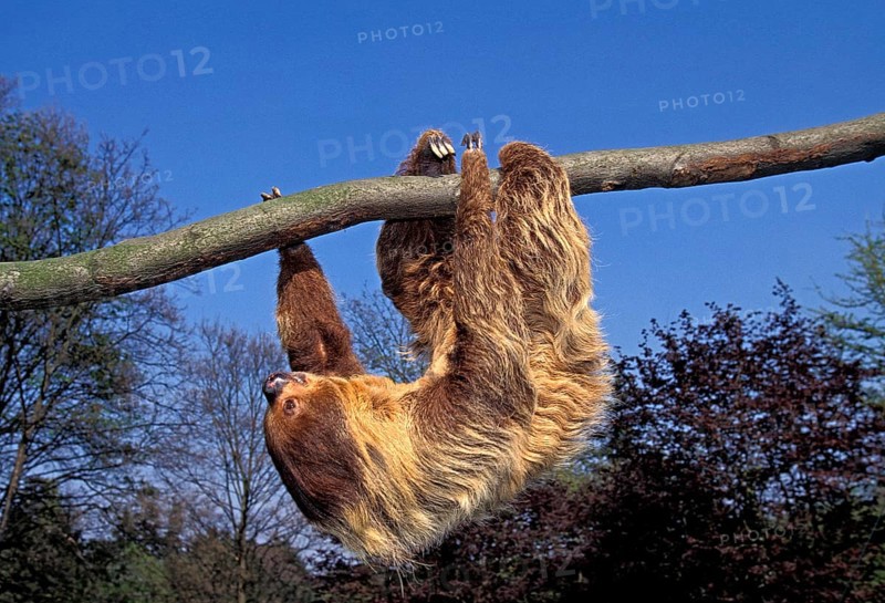 Two Toed Sloth (choloepus didactylus), Adult Hanging from Branch, Moving