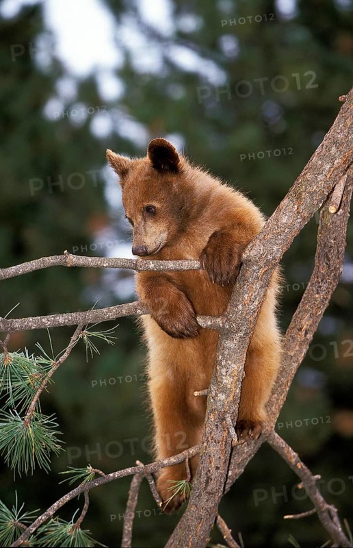GRIZZLY BEAR (ursus arctos horribilis), CUB PLAYING IN TREE, ALASKA
