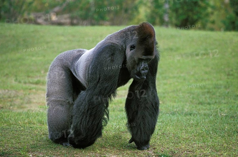 Eastern Lowland Gorilla (gorilla gorilla) graueri, Silverback Male