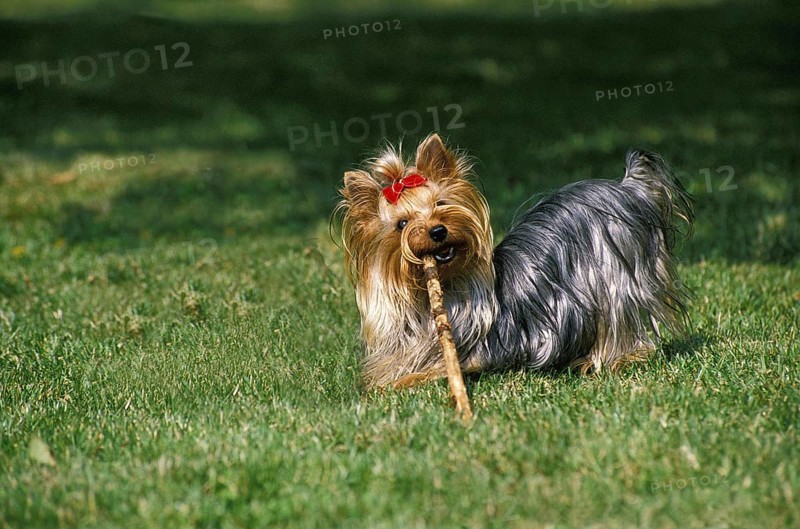 Yorkshire Terrier, Adult playing with Stick of Wood