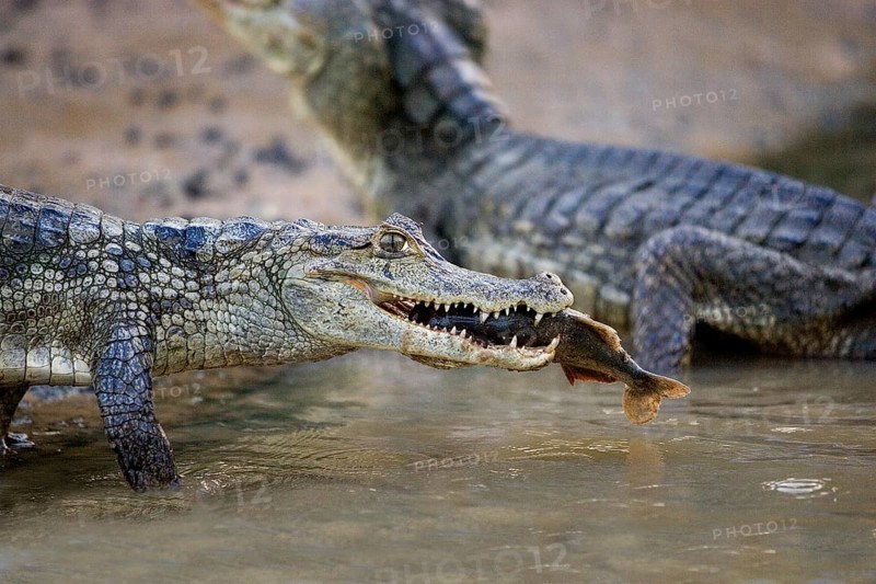 Spectacled Caiman (caiman crocodilus), Catching Fish in River, Los Lianos in Venezuela