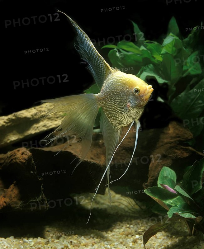 Angelfish, Angelfish, Other animals, Fish, Animals, Cichlids, Diamond Angelfish, pterophyllum scalare, Adult
