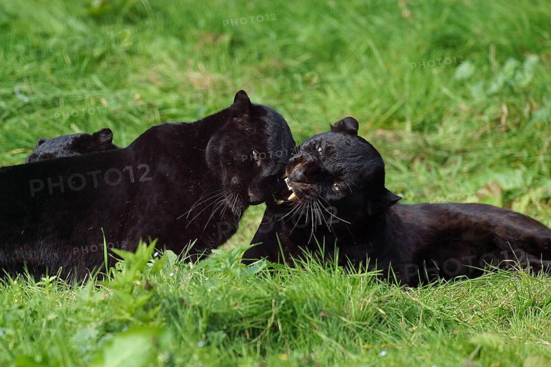 Black Panther (panthera pardus), Adults laying on Grass
