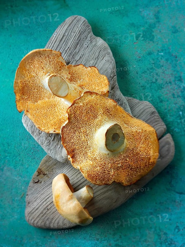 Fresh picked wiild organic Pied de Mouton Mushrooms or hedgehog mushrooms (hydnum repandum)