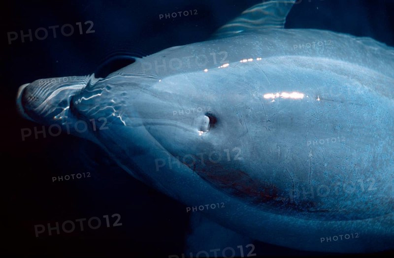 Bottlenose Dolphin (Tursiops truncatus)