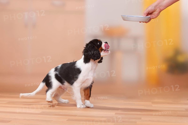 Cavalier King Charles Spaniel, puppy, tricolour, 13 weeks, gets food bowl put down, bowl, excited