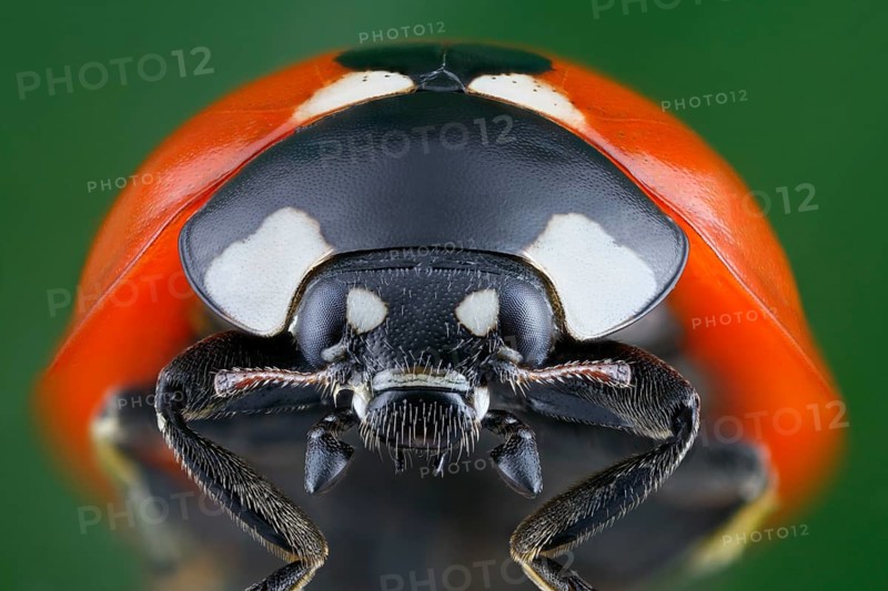 Close-up of a ladybird (Coccinella septempunctata) in frontal view