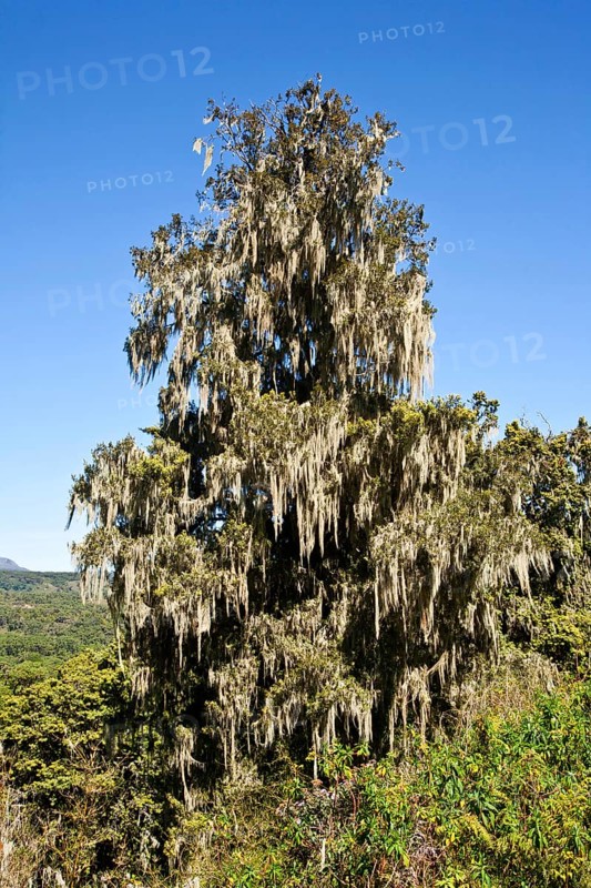 Holm yew with beard lichen, Aberdare National Park (Podocarpus), Kenya, Africa