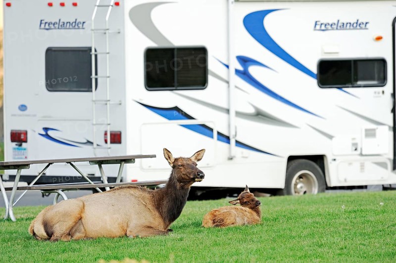 Wapiti, female and young in front of camper van, Yellowstone National Park, Wyoming (Cervus elaphus canadensis), american elk (Cervus canadensis), USA, North America