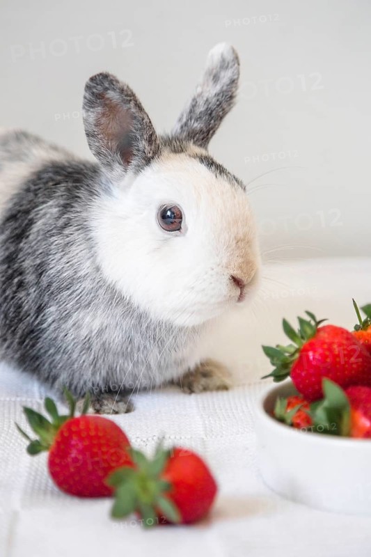 Portrait cute rabbit strawberry