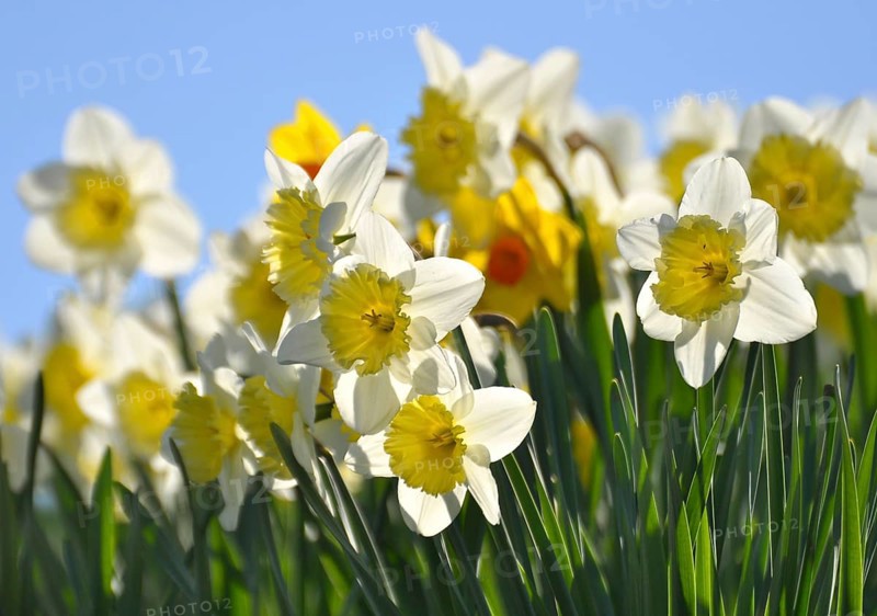 Daffodils flowering in spring in the meadow, yellow daffodil (narcissus pseudonarcissus), daffodil, trumpet daffodil, mullein
