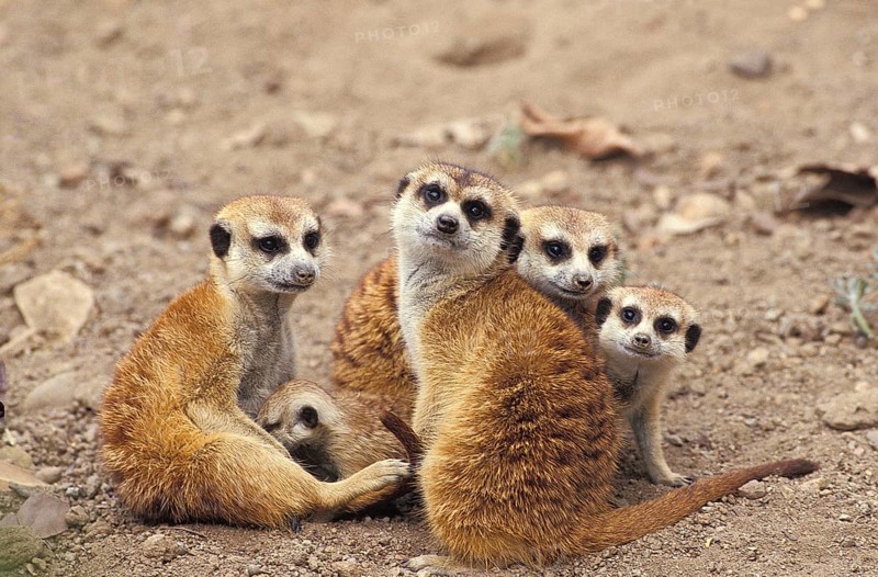 Meerkat (suricata suricatta), Adults with Youngs