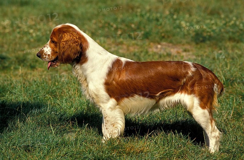 WELSH SPRINGER SPANIEL, ADULT