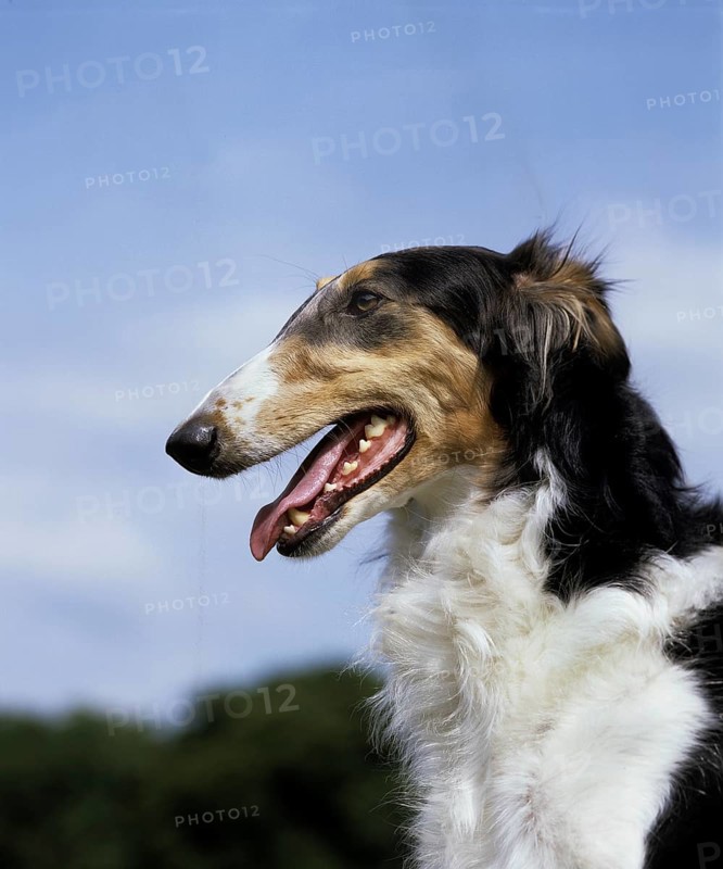 Borzoi Dog or Russian Wolfhound