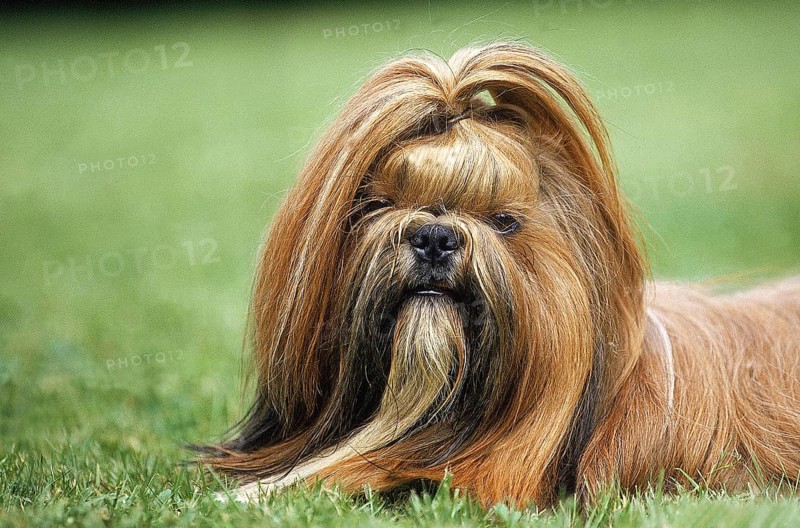 SHI TZU DOG, PORTRAIT OF AN ADULT