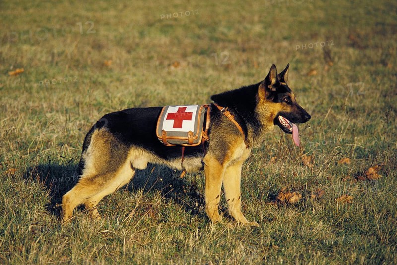 GERMAN SHEPHERD RESCUE DOG