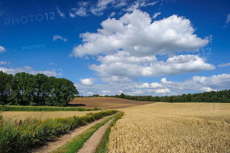 Grain field, Damme, Lower Saxony, Germany, Europe