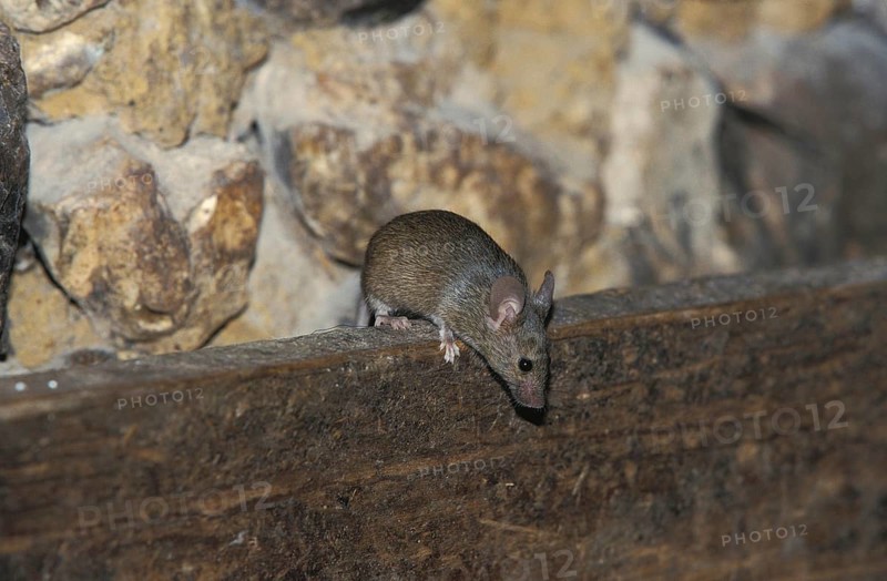 House Mouse (mus musculus)