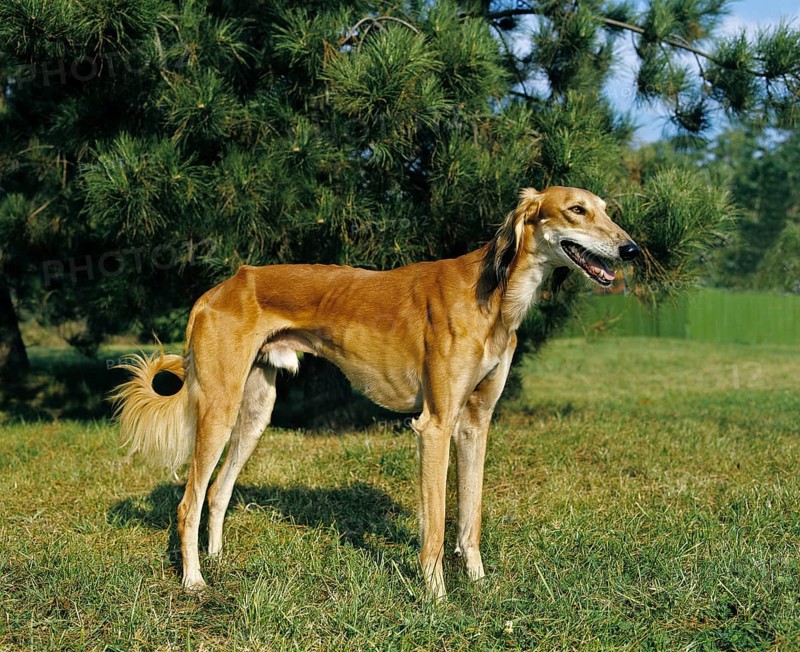 Saluki Dog, Adult standing on Grass